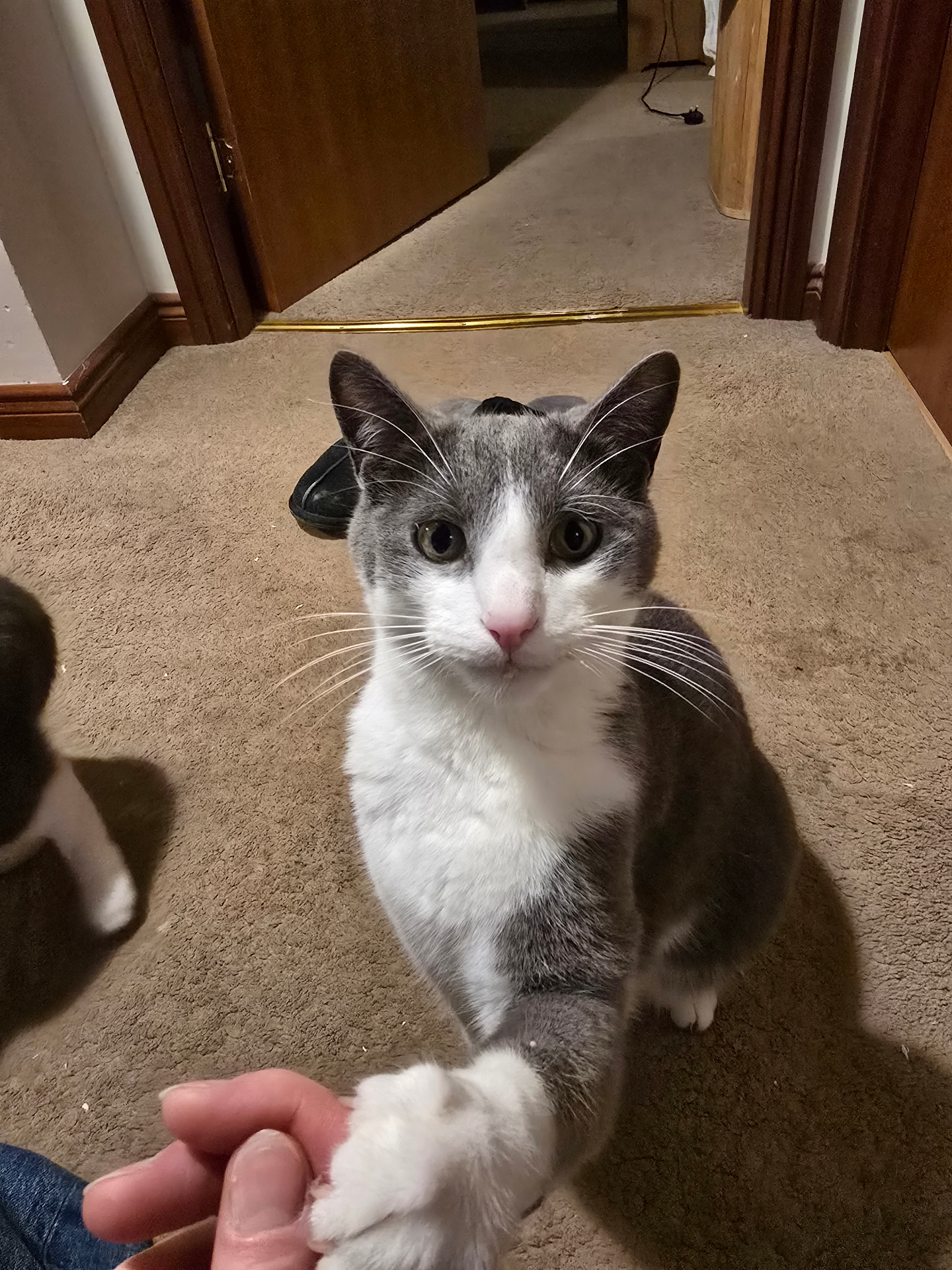 An uploaded photo of a cat